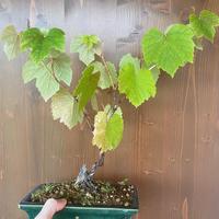 Vite spedizione gratuita