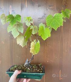 Vite spedizione gratuita