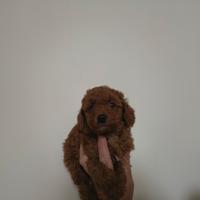 Barboncino mini toy red 3F 2M anche a rate