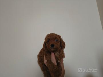 Barboncino mini toy red 3F 2M anche a rate