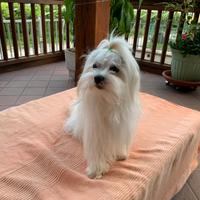 Maltese per riproduzione