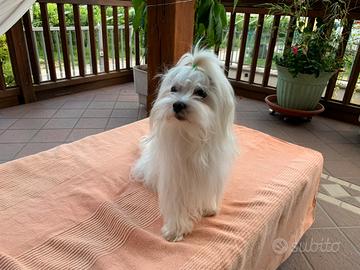 Maltese per riproduzione