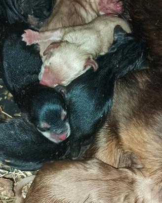 Cuccioli di cockapoo