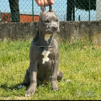 Cucciola American Bully di 4 mesi - Prezzo trattab