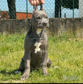 Cucciola American Bully di 4 mesi - Prezzo trattab