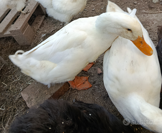 Maschio d'anatra pechinese bianca