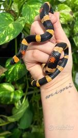 Lampropeltis halloween femmina