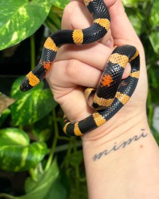 Lampropeltis halloween femmina
