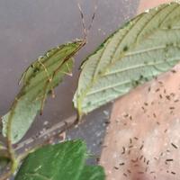 Ramulus Artemis fasmidi