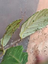 Ramulus Artemis fasmidi