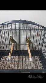 Canarini razza spagnola