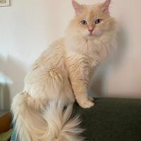 GATTO SIBERIANO per monta accoppiamento