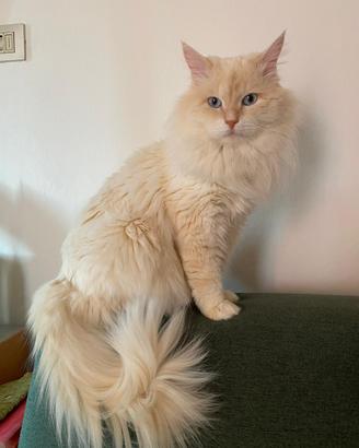 GATTO SIBERIANO per monta accoppiamento