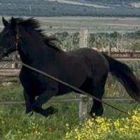 Cavallo Murgese