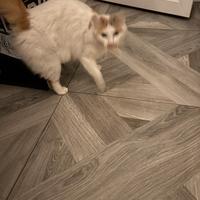 Gattina