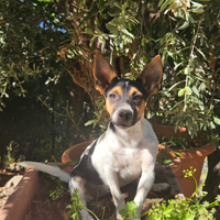 Cucciola di 10 mesi taglia piccola NO PEDIGREE