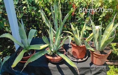 Agave
