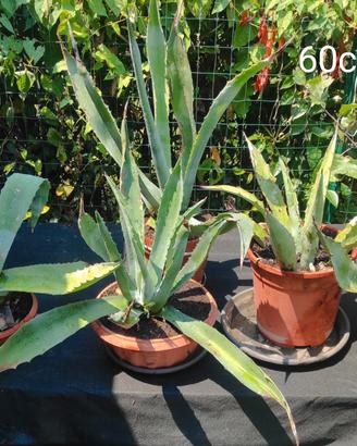 Agave