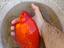 Immagine 1
