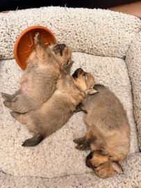 Volpini di Pomerania Toy