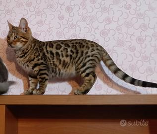 Cucciolo di Bengala maschio