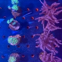 Euphyllia parancora verde blu corallo LPS