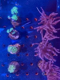 Euphyllia parancora verde blu corallo LPS