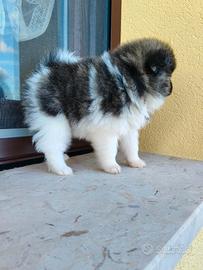 Spitz nano tedesco