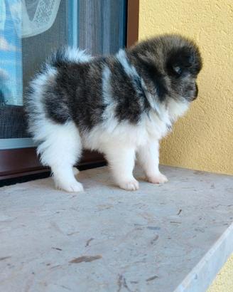 Spitz nano tedesco