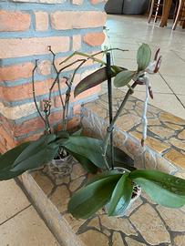 Piante orchidee