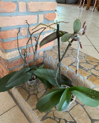 Piante orchidee