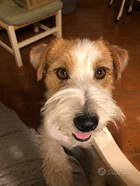 Jack Russell ruvido maschio per accoppiamento