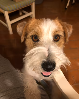 Jack Russell ruvido maschio per accoppiamento