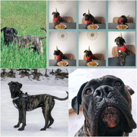 Cane corso in adozione