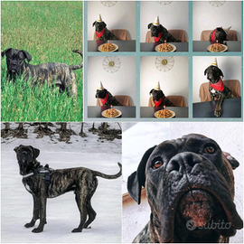 Cane corso in adozione
