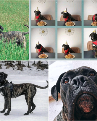 Cane corso in adozione