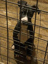 Pitbull ukc