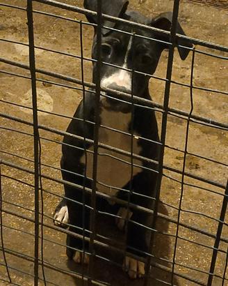 Pitbull ukc