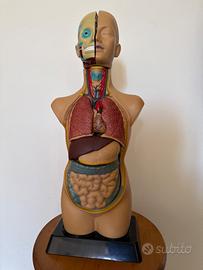 Busto anatomico corpo umano collezzione