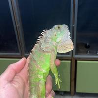 Iguane baby verde e blu
