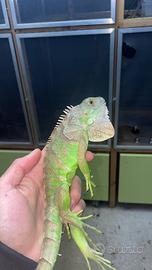 Iguane baby verde e blu