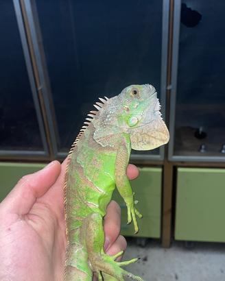 Iguane baby verde e blu