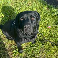 Accoppiamento Labrador