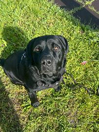 Accoppiamento Labrador