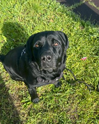 Accoppiamento Labrador