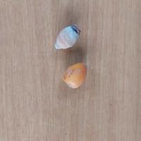 semi cocos regina plumosa 