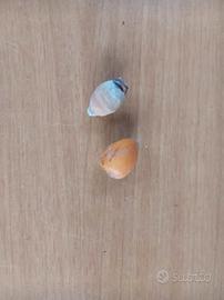 semi cocos regina plumosa 