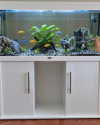 acquario 
