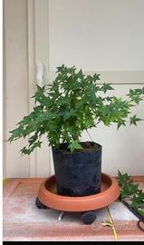 Pre bonsai