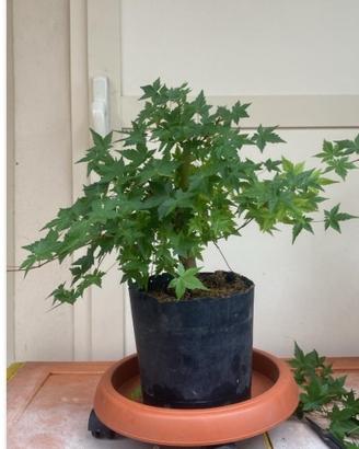 Pre bonsai